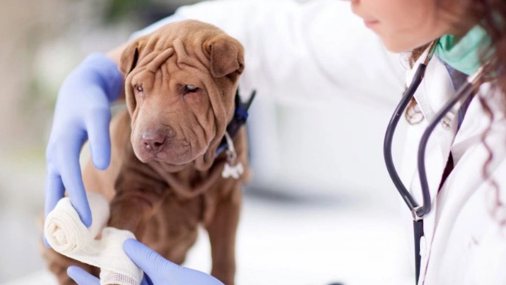 Happy Pet Veterinary Medicine, specialized pet clinic in Ardabil