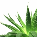 The store, wholesale sale and export of aloe vera leaves in Hormozgan