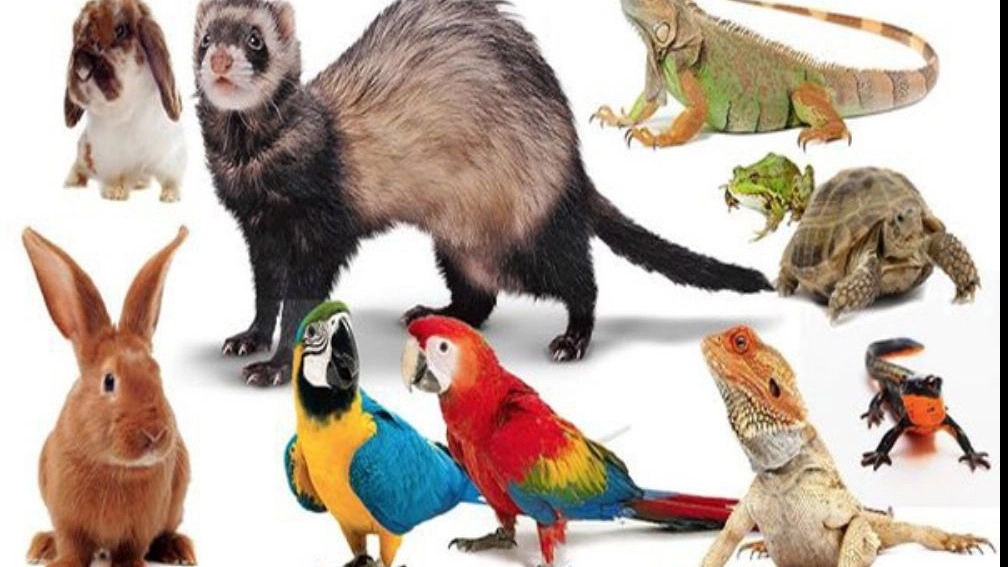 Exotic or special pets