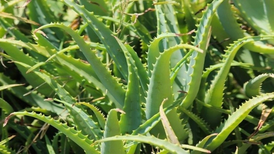 The store, wholesale sale and export of aloe vera leaves in Hormozgan