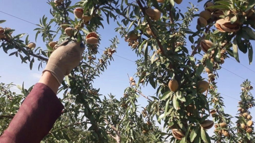 Malaeke nursery, sale of fruit seedlings in Neishabur