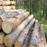 Hasanpour wood industry, selling wood in Tehran