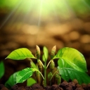 Lush nursery, buying and selling saplings in West Azerbaijan