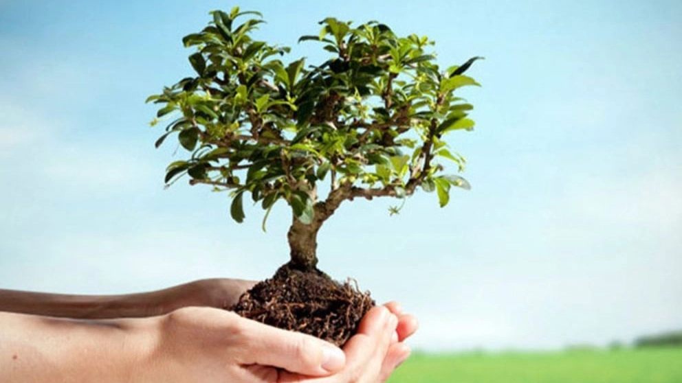 Shah Nahal nursery, production of all kinds of seed and grafted seedlings in West Azerbaijan