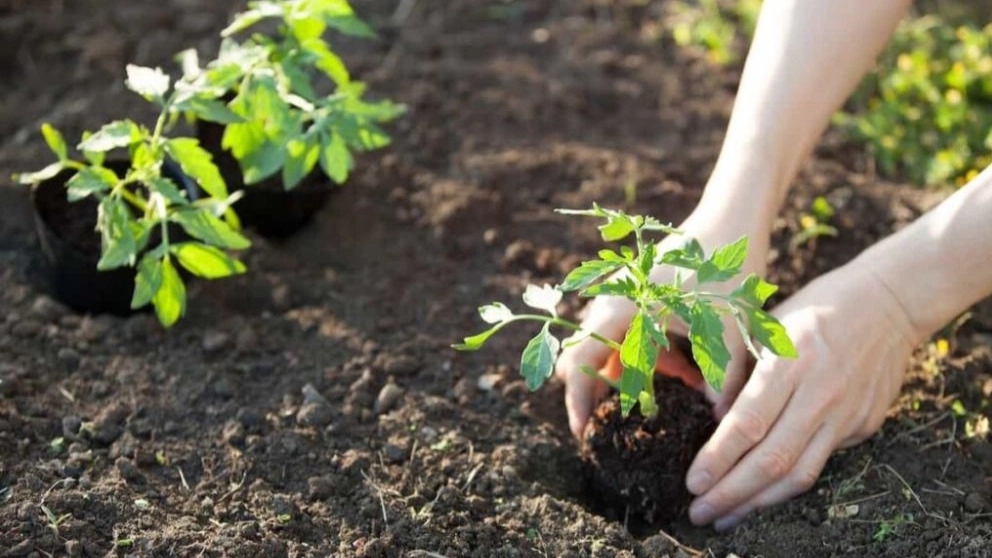 How to care for seedlings and what to do after sprouting