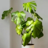 Golberg greenhouse, production and cultivation of apartment flowers in Babylon, Mazandaran