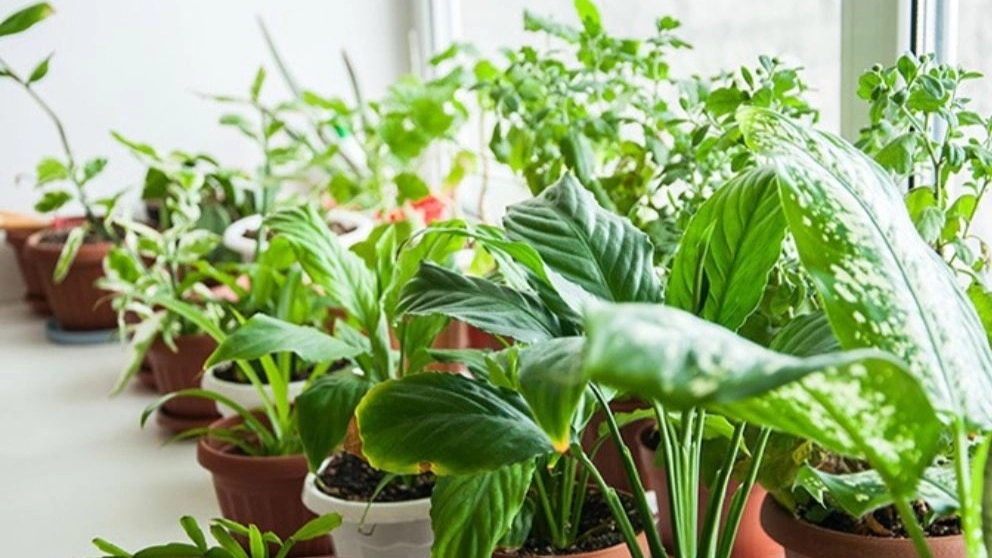 Golberg greenhouse, production and cultivation of apartment flowers in Babylon, Mazandaran
