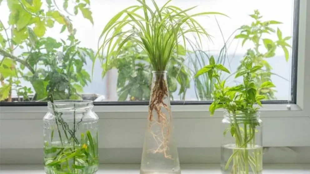 Houseplants that grow in water