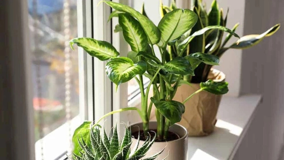 What is the difference between indoor and outdoor plants?