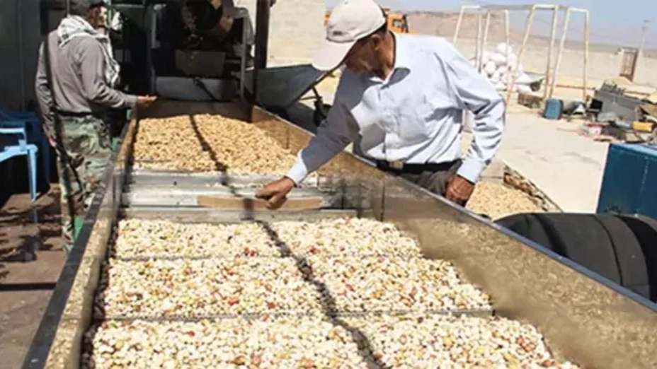 Reasons for sorting pistachios