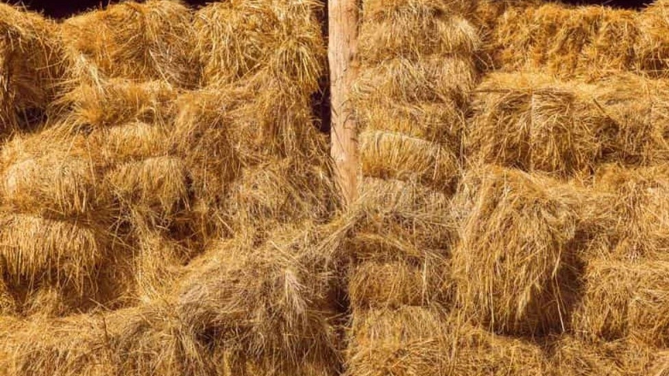 Sale of animal feed straw, alfalfa, corn, jamali in Khuzestan, Lali