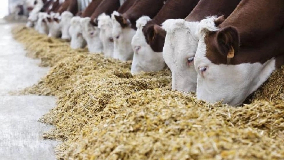 Important points of using straw in animal feed