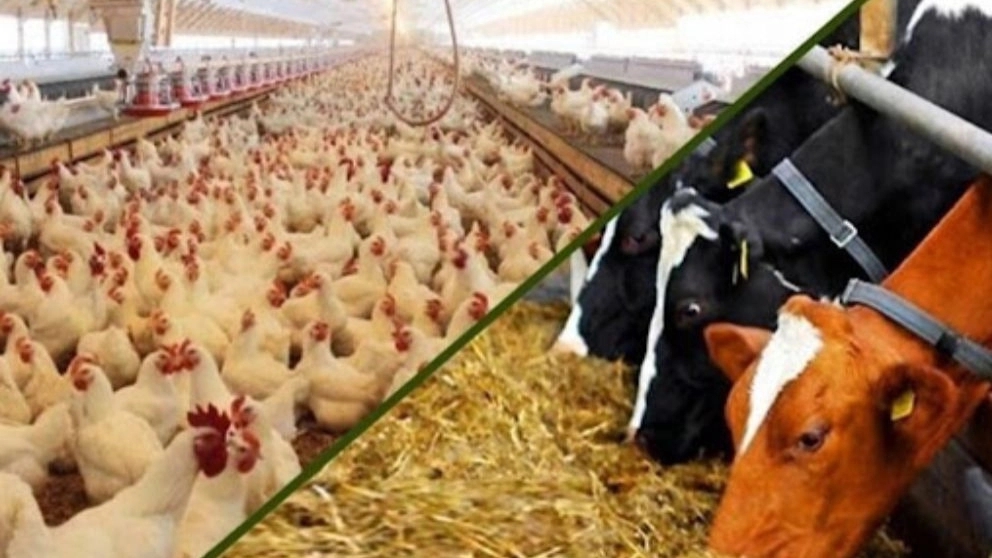 Livestock and poultry feed, Valipur, West Azarbaijan
