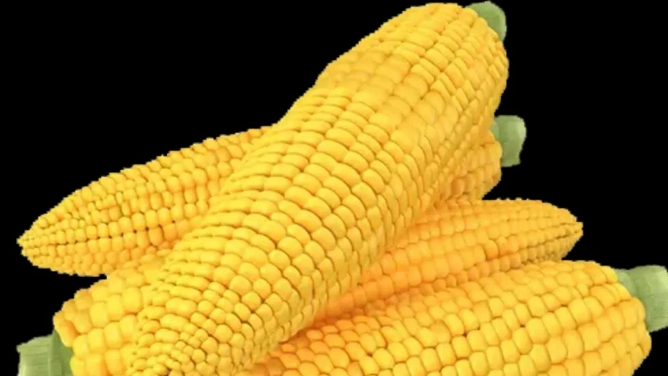 Animal feed