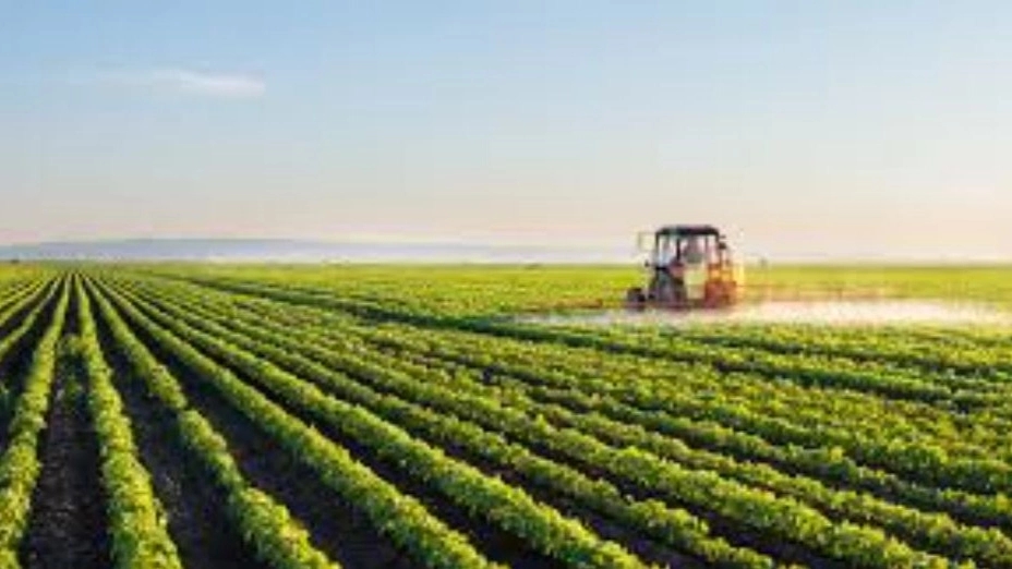 The role of amino acids in the vegetative and reproductive growth process of plants