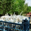 Farazmand production group, production of garlic basket and export fruit basket in Hamedan