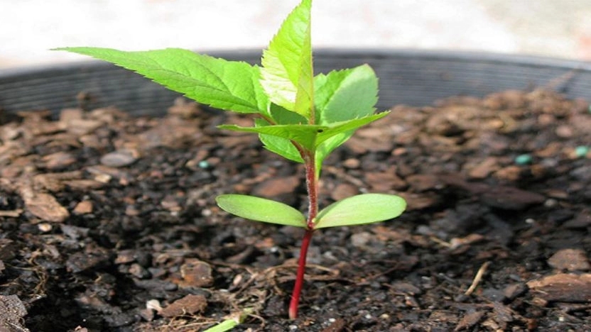 Everything you need to know about planting seedlings