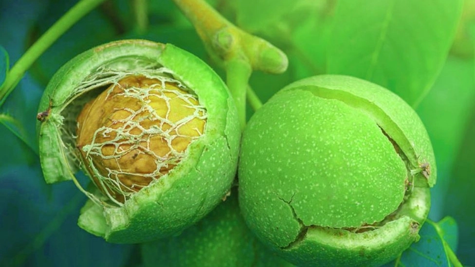 What is a grafted walnut seedling?