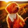 Teddy animal boarding house in Bandar Abbas