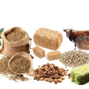 Mohammad Shojaei livestock feed, sale of corn feed and fodder in Gorgan, Sorkhan Kalate