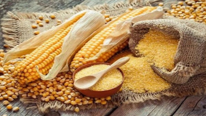 Mohammad Shojaei livestock feed, sale of corn feed and fodder in Gorgan, Sorkhan Kalate