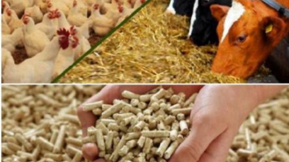 All kinds of fodder and animal concentrates