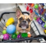 Lonapet pet shop in Tabriz