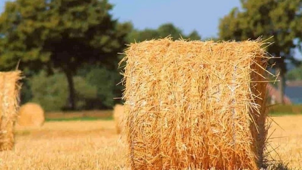 Wholesale sale of Kehrizi corn straw fodder in Kermanshah