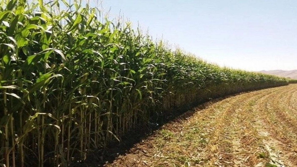 Maize is fodder for livestock