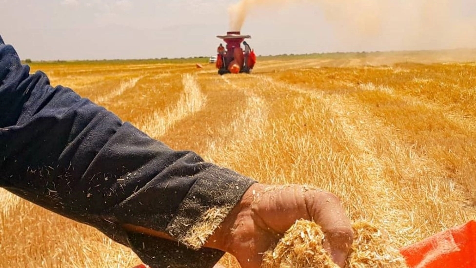 Wholesale sale of Kehrizi corn straw fodder in Kermanshah