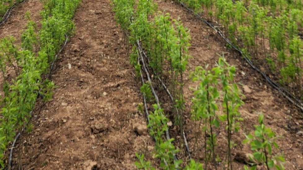 The advantage of planting seedlings in winter