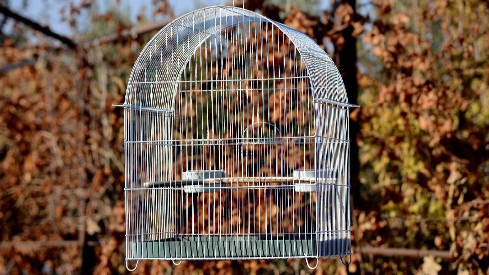 Choosing a bird cage