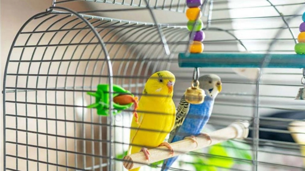 Tara bird accessories, production and distribution of pigeon nets and cages in Qarchak, Tehran