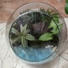 Star Planet produces all kinds of terrariums in the paludarium glass garden planetarium in Tehran
