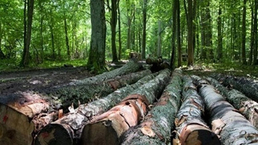 The need to know wood