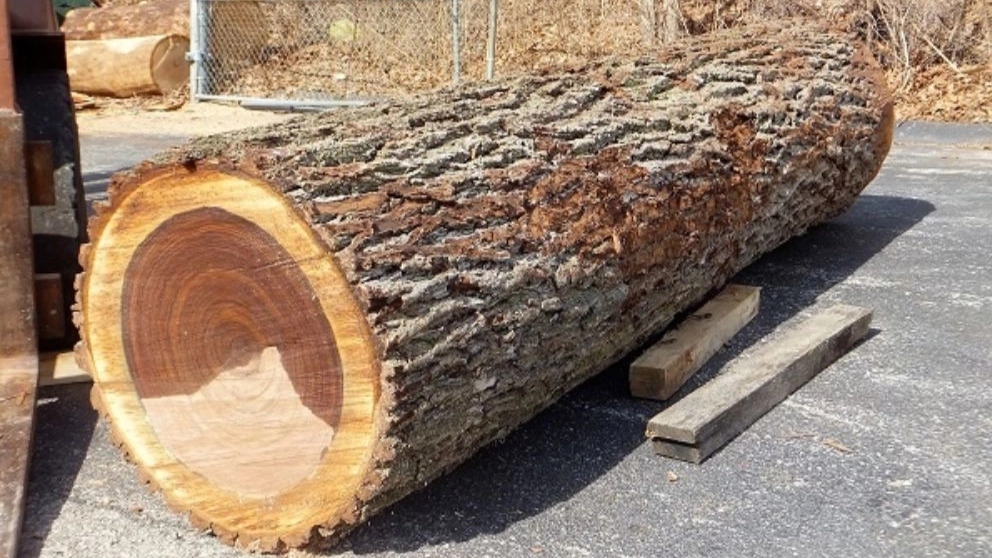 All about walnut wood