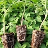 Sabzdasht greenhouse, production of tomato and pepper seedlings in Marvdasht