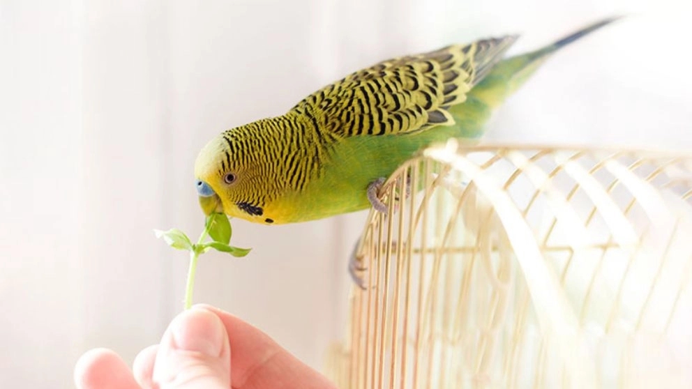 Items and supplies needed by birds as pets