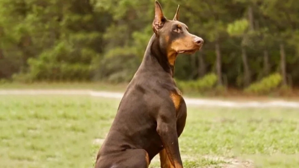 Necessary tips about keeping dogs