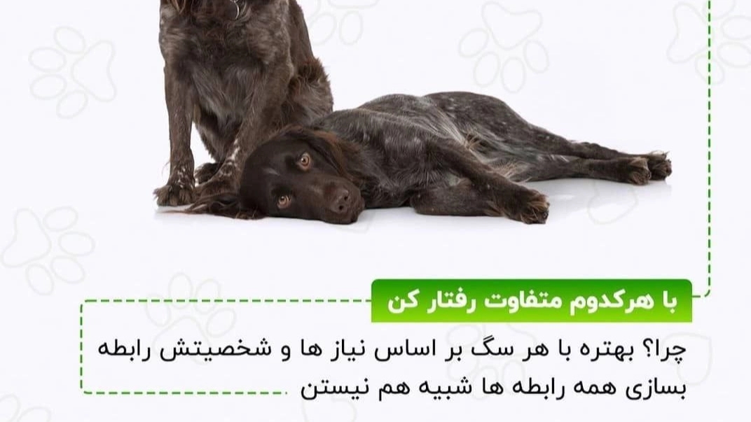 نکات لازم در مورد نگه داری از سگ ها