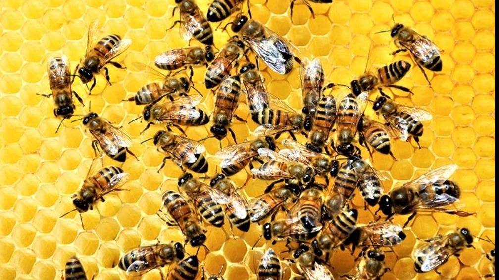 Selling natural honey in Khuzestan