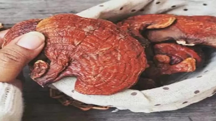 Ganoderma Nurmohamedian, production and distribution of pure Ganoderma mushroom in Kerman