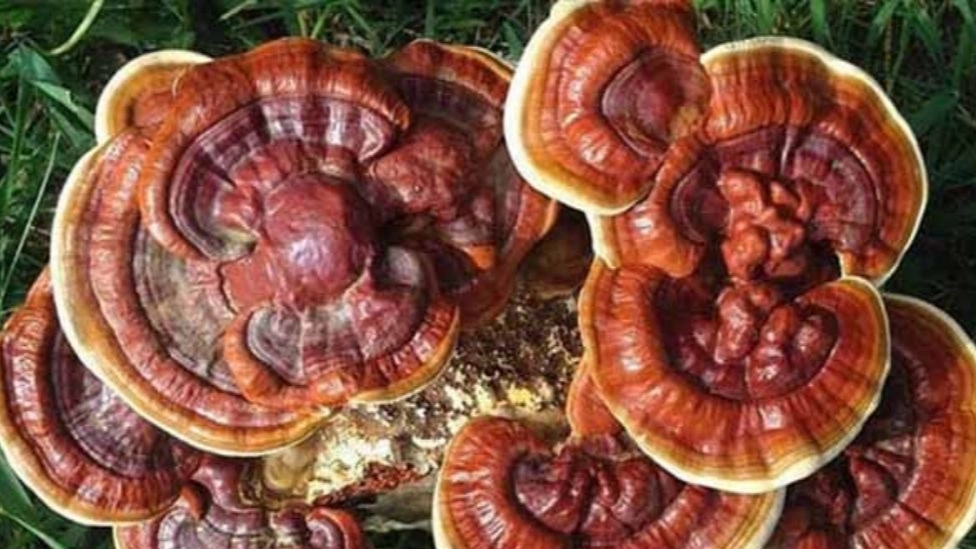 What are the special ingredients of Ganoderma?