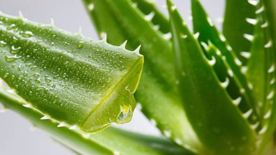 Regberg Shop, wholesale sale and export of aloe vera leaves in Tehran