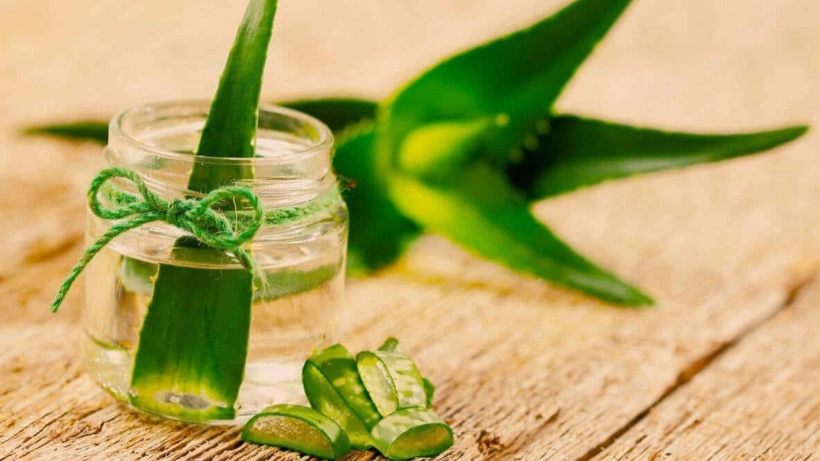 چگونه از گیاه آلوورا مراقبت کنیم؟