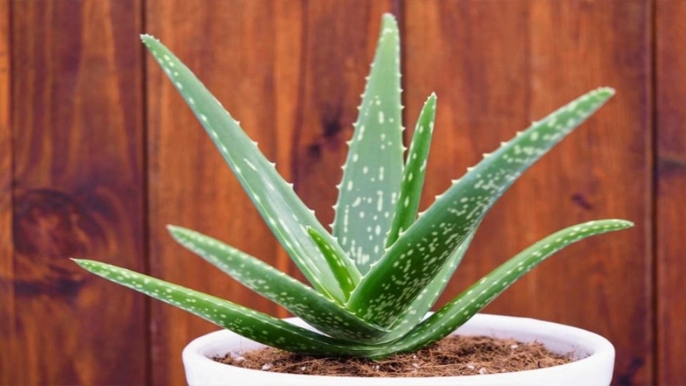 How to take care of aloe vera plant?