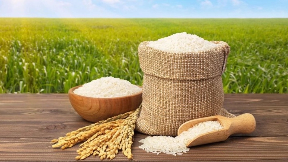 Chastity rice, selling Hashemi Tarem rice in Mazandaran