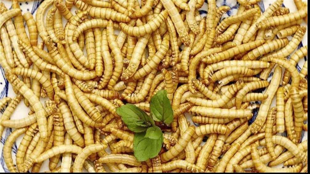 میلورم گنجی در رشت و کاربرد آن