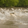 Rajabzadeh thermal fish production and propagation, thermal fish production and breeding in Langrod, Gilan