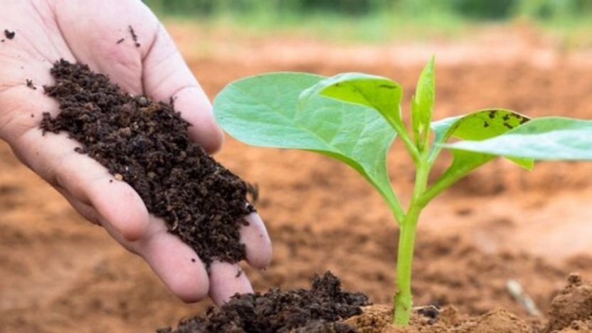 Golestan Sam, distribution of agricultural pesticides in Mashhad